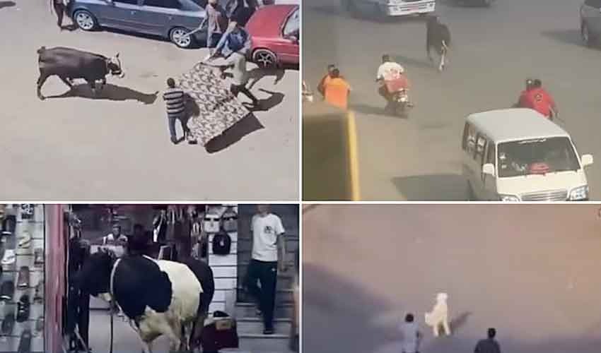 ترکیہ میں عیدالاضحیٰ پر قربانی کے دوران ہزاروں افراد زخمی