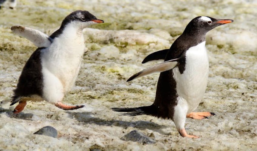 عالمی حدت کے باعث انٹارکٹیکا میں ایمپیرر پینگوئن کی آبادی ایک چوتھائی تک کم ہو گئی
