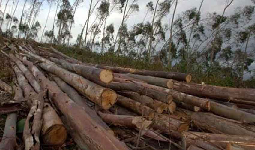 پنجاب کی تاریخ میں پہلی بارجنگل کی لکڑی کی نیلامی کا روایتی نظام ختم کرنے کا فیصلہ