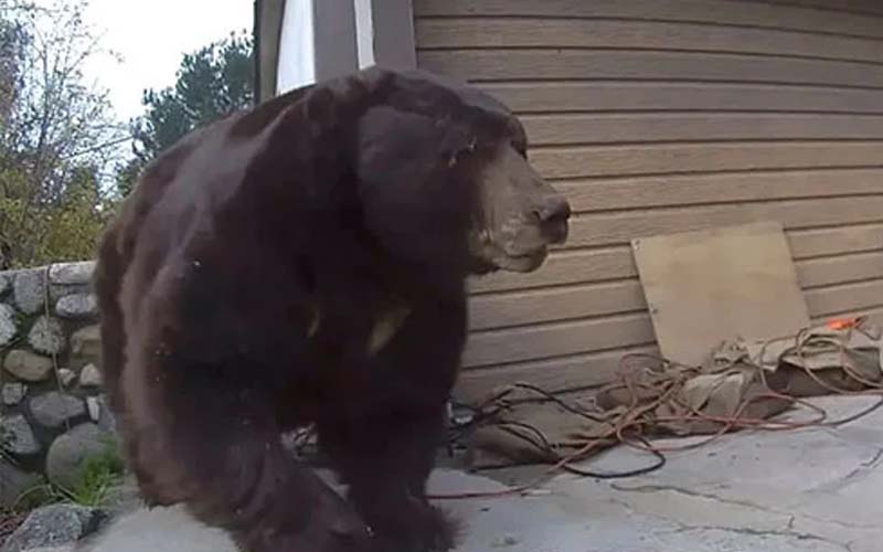 لاس اینجلس میں گھر کے تہہ خانے سے 550 پاؤنڈ وزنی ریچھ 37 دن بعد نکال لیا گیا