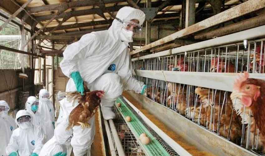 جاپان میں برڈ فلو کیسز کی تصدیق، لاکھوں مرغیوں کو تلف کیا جائے گا
