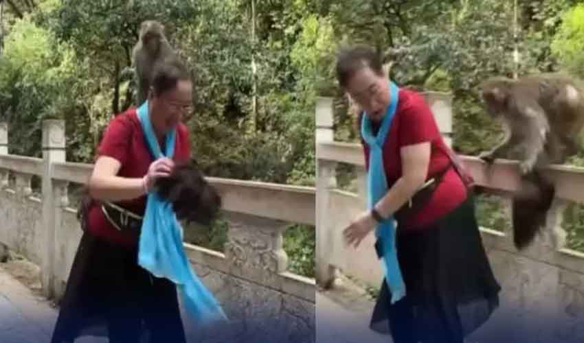 بندر نے خاتون کے سر سے ’ وگ ‘ اتار دی ، ویڈیو وائرل