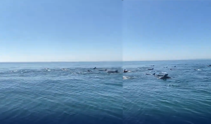بحیرہ عرب میں گوادر کے قریب ڈولفنز کا حسین نظارہ