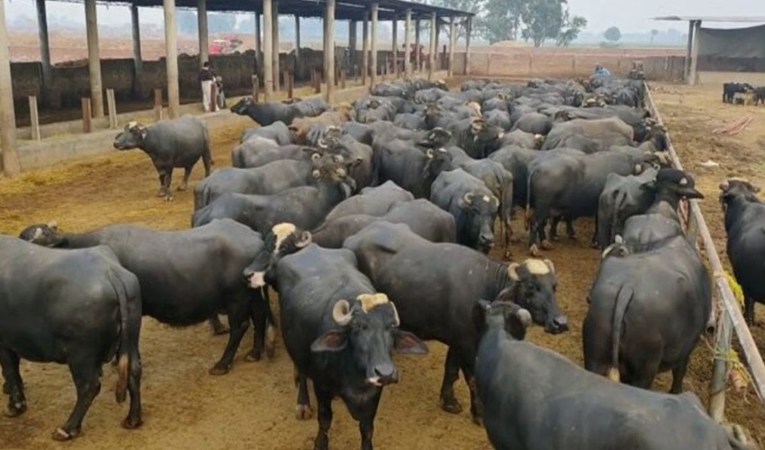 پنجاب حکومت کا دیہات سےگوبر کے خاتمے کا فیصلہ،پہلی بار گوبر کولیکشن پوائنٹس بنائےجائیں گے