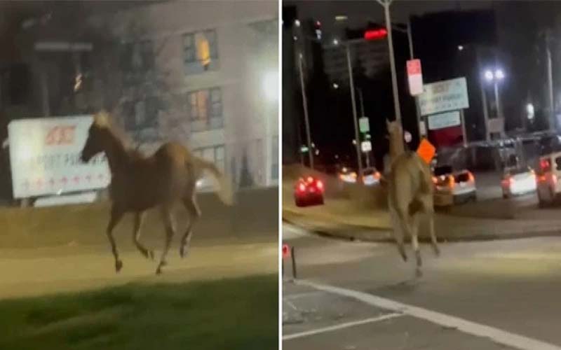 نیو یارک، اصطبل سے فرار گھوڑے نے جے ایف کینیڈی ایئرپورٹ پر حکام کی دوڑیں لگوادیں