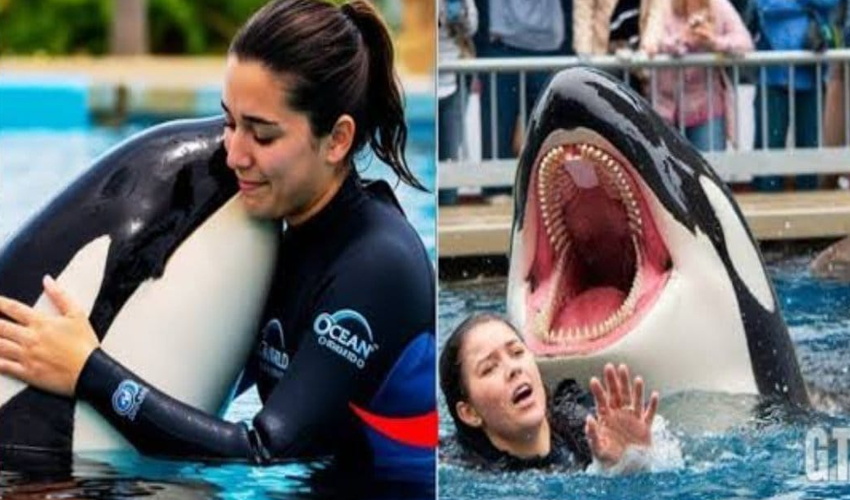 جیسکا ریڈکلف کی اپنی ہی سدھائی مچھلی کے نگلنے سے موت،وائرل ویڈیو کی اصل حقیقت سامنے آگئی