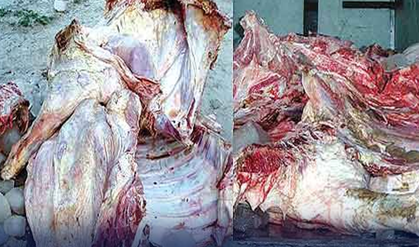 اسلام آباد کے بعد قصور سے بھی کئی من گدھے کا گوشت برآمد