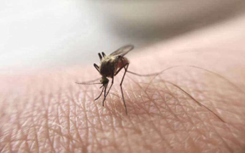 عالمی ادارہ صحت کی رپورٹ، پاکستان میں ملیریا کیسز کی صورتحال تشویشناک