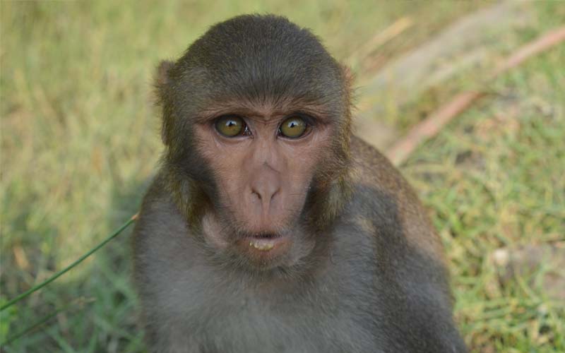 گجرات کے اندرونِ شہر میں جنگلی بندروں کی یلغار، شہری خوف و ہراس کا شکار
