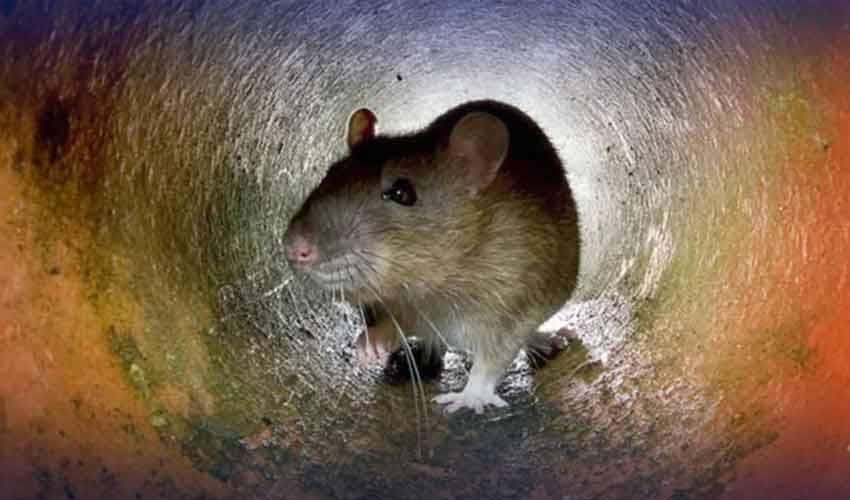 کراچی ائیرپورٹ پر ایف آئی اے افسر چوہے پکڑنے کی ڈیوٹی پر تعینات