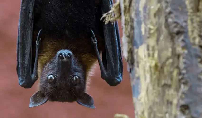 بھارت میں مہلک وائرس پھیل گیا، ٹی 20 ورلڈ کپ خطرات سے دوچار