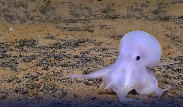 octops sea