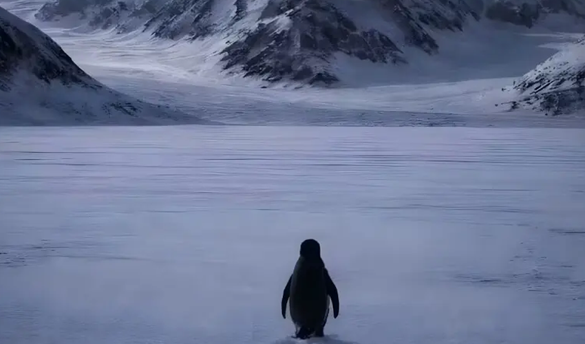 سوشل میڈیا پر'تنہا پینگوئن' کی وائرل ویڈیو، صارفین کی توجہ کا مرکز بن گئی، میمز کی بھرمار