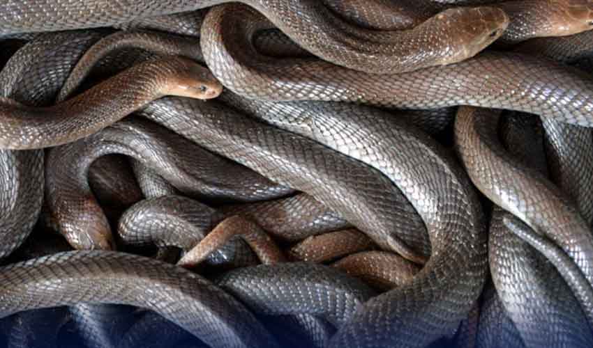 ممبئی ایئرپورٹ پر تھائی لینڈ سے آنے والے مسافر کے بیگ سے 16 زندہ سانپ برآمد