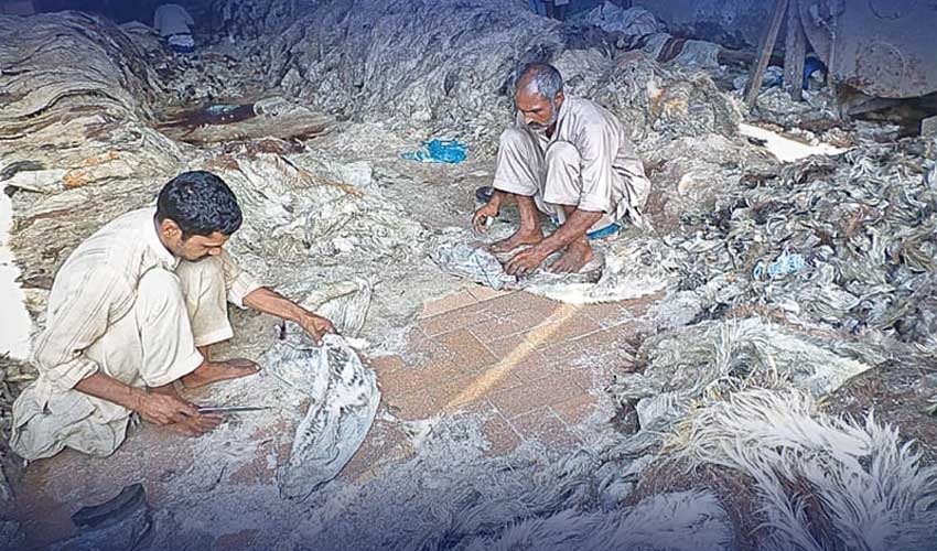 قربانی ملکی معیشت کےلیے کتنا فائدہ مند ہے؟